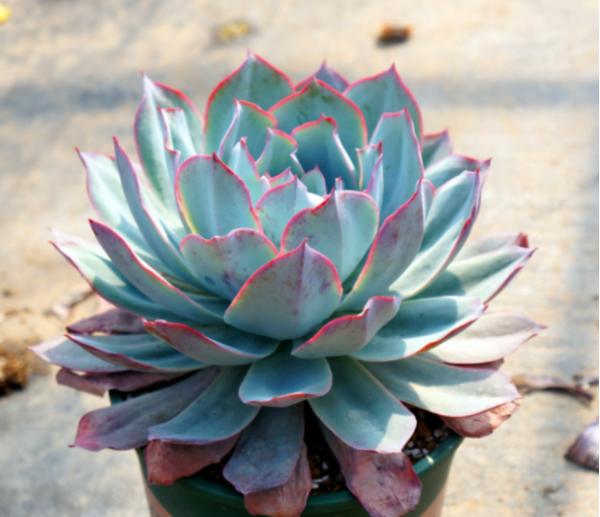 沒養過多肉界“三仙子”，怎知多肉也能飄逸靈動？這個秋季別錯過