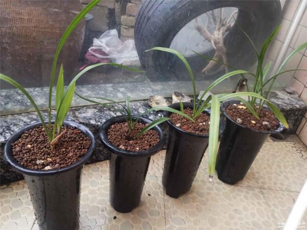 養蘭花換盆如何選擇植料,老花匠教你一招,有效防止僵苗 養蘭花換盆如何選擇植料,老花匠教你一招,有效防止僵苗
