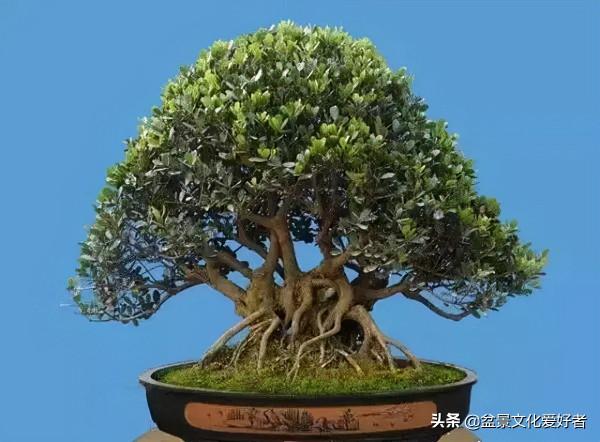 盆景的極佳樹種:中華蚊母 盆景的極佳樹種:中華蚊母