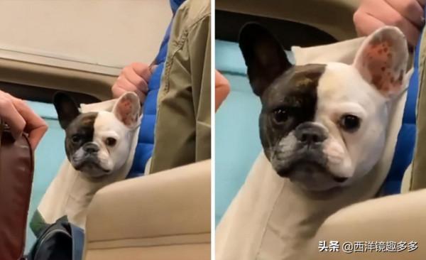 包包中的小可愛們!為了帶上狗狗,主人也是拼了 包包中的小可愛們!為了帶上狗狗,主人也是拼了