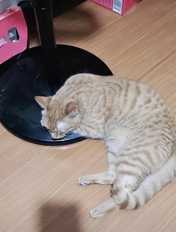 2塊錢，奪走了我家貓的命