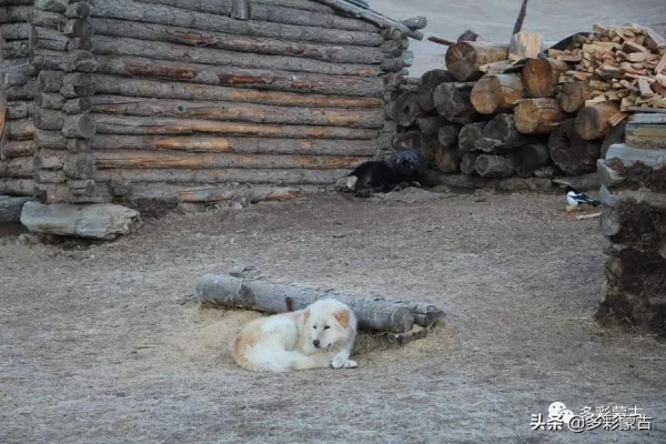 草原牧民人家的一天