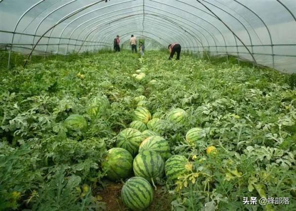 農民怎麼提高種植收益？3種農作物種植方式，畝產收入上萬元