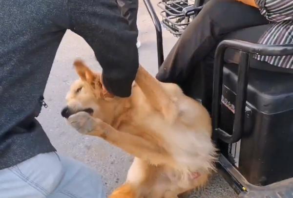 500塊咬人金毛賣狗販,不明真相的狗狗因信任主人,狗市裡撒歡 500塊咬人金毛賣狗販,不明真相的狗狗因信任主人,狗市裡撒歡