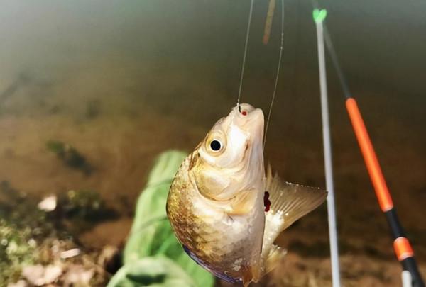 冬釣鯽魚選擇大於努力，有時候方向沒選對，釣魚都白費