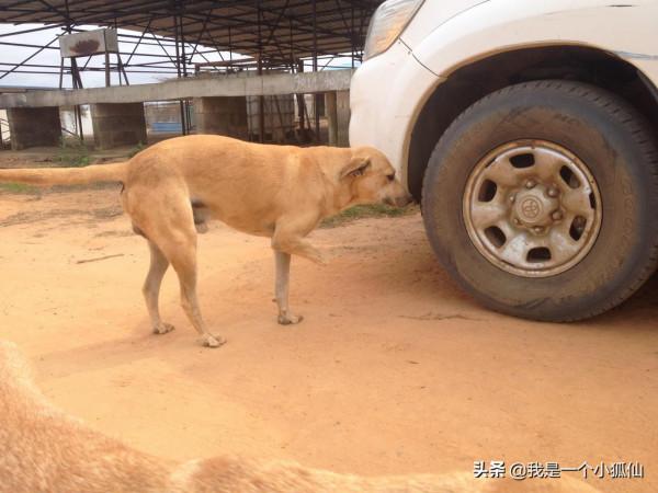 中國公司為什麼在安哥拉養狗？是為了吃肉還是看家護院？