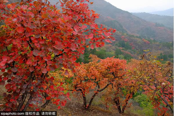 延慶區賞紅葉指南→
