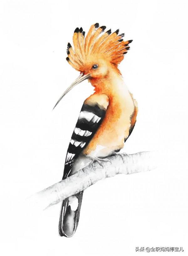 分享——栩栩如生的水彩鳥兒圖