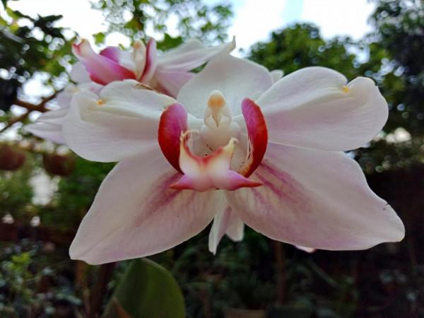 #陽臺小花園#又添新品種