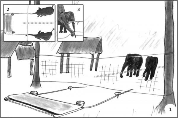 大象到底有多聰明? 大象到底有多聰明?