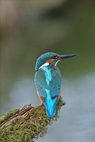 超級可愛的&mdash;&mdash;萃鳥