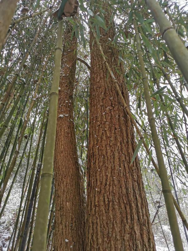 歸途——不可避免，我們離死亡越來越近