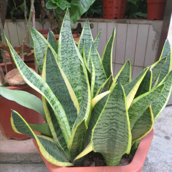 9種“大葉花”，耐陰又好看，不能曬太陽，一曬就“完蛋”