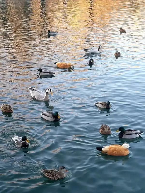 西藏愛心社—宗角祿康公園 西藏愛心社—宗角祿康公園