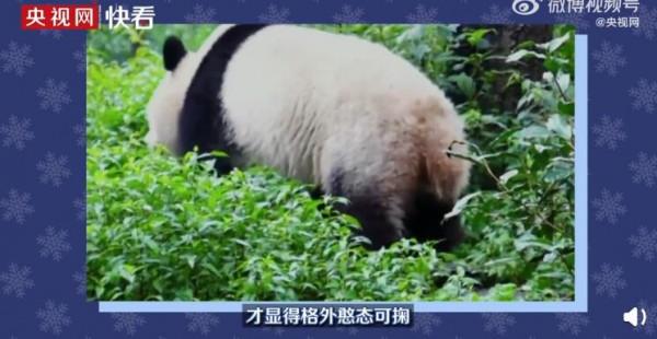 藏在冰墩墩身上的彩蛋：冰墩墩其實是內八字