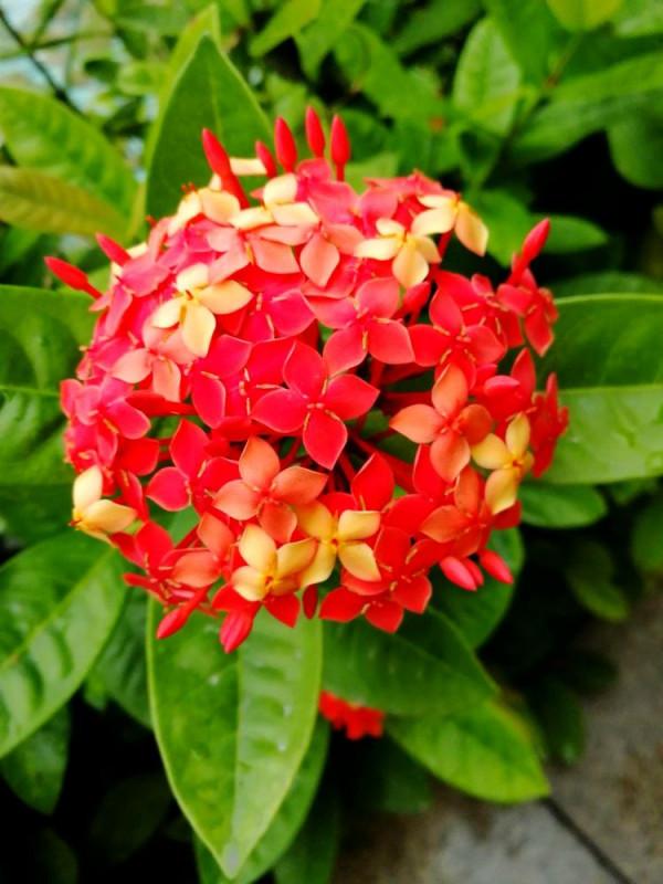 北海散記之花卉篇（下）