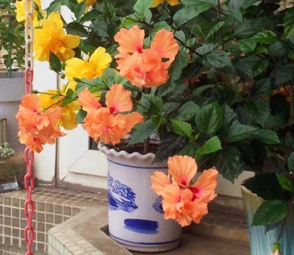 1種很棒的天然生根劑，簡單處理，養啥旺啥，卻總被當垃圾丟了