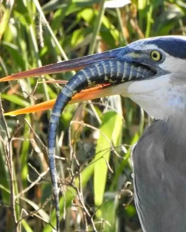 動物界中的龐然大物大賞，堪稱王者，難得一見，大開眼界
