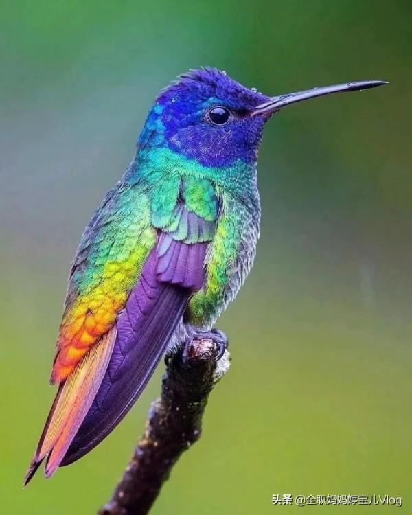 分享——35種罕見的鳥類