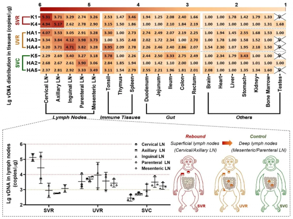 發現強效艾滋病治療和預防藥物！中國科學家重磅研究刊登頂尖期刊