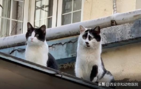 好看的皮囊千篇一律，但是醜的千姿百態的貓你都見過嗎？