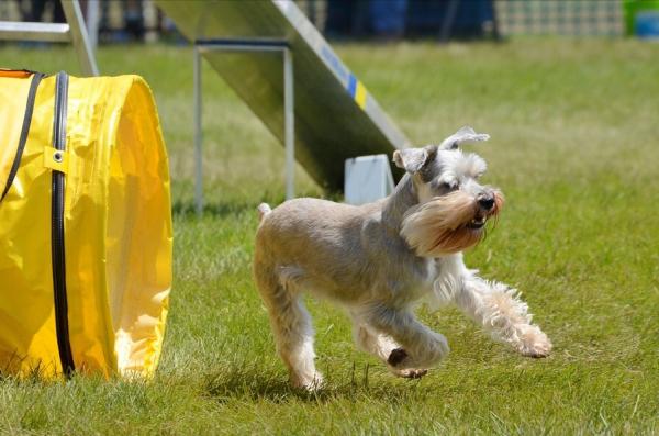 “純種”雪納瑞的挑選辦法，現在告訴你
