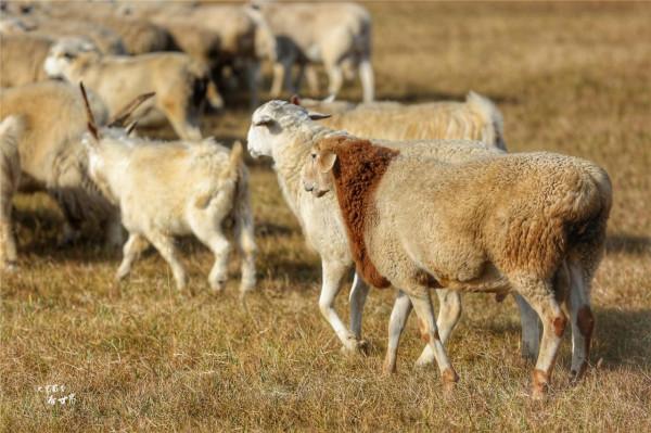 我為何會建議在秋天去呼倫貝爾大草原看看？因為它會變成一幅油畫