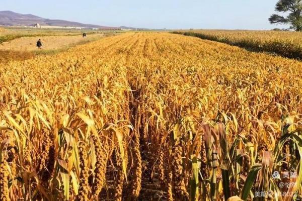 山西，讓我一次愛個夠之十：三個堡子一段牆（保安-威魯-助馬堡）