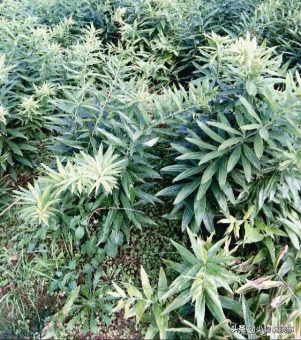 生薑的傳說，從“畺”到“疆”是一部社會發展史和變遷史