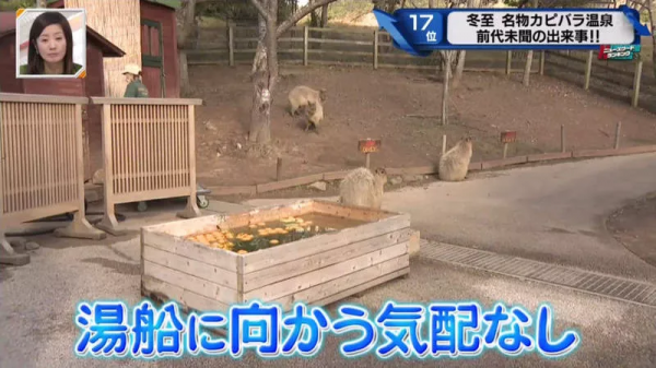 堅持不想泡澡的水豚｜日本冬至泡柚子湯傳統 遊客等了一個多小時