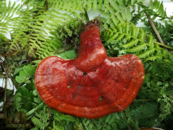 野生靈芝的辨別標準可信嗎？