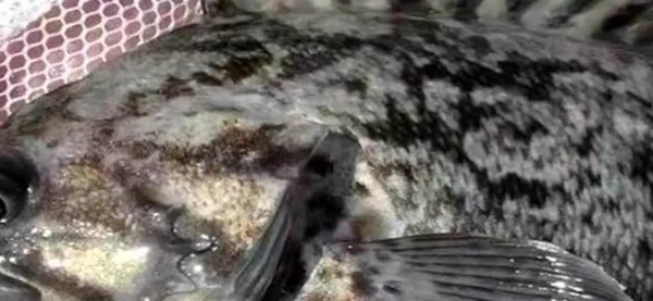 報應來了!日本海魚輻射超標14倍,這下“花錢控評”也沒用了 報應來了!日本海魚輻射超標14倍,這下“花錢控評”也沒用了