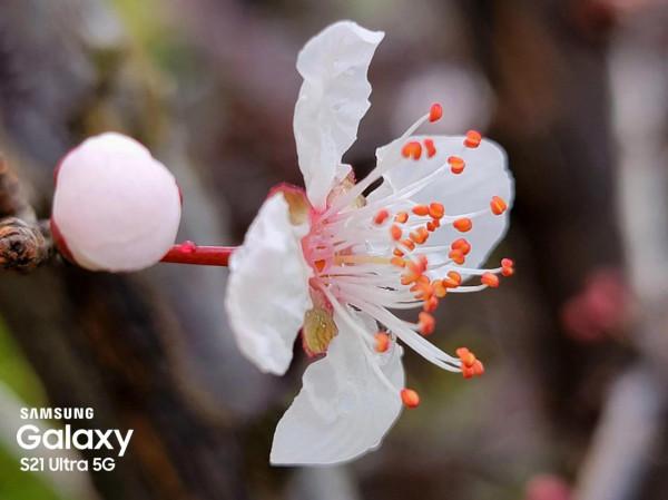 花花世界知多少？春天還有一種非常美的不太為人知為人道的花