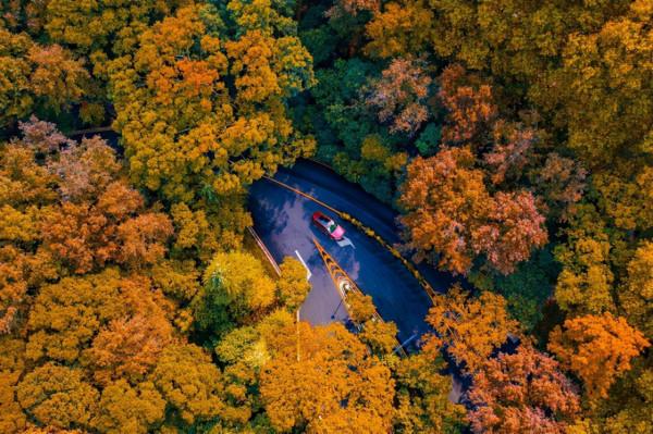 11月的南京,美齡宮就成了秋冬美景的天花板 11月的南京,美齡宮就成了秋冬美景的天花板