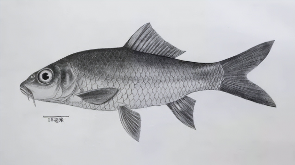 我國永久消失的23種野生動物,僅剩下標本,它們消亡於人類的貪慾 我國永久消失的23種野生動物,僅剩下標本,它們消亡於人類的貪慾