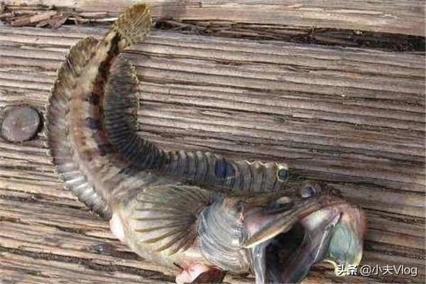 海洋中最奇特的生物之一——“大嘴巴”勃氏新熱䲁