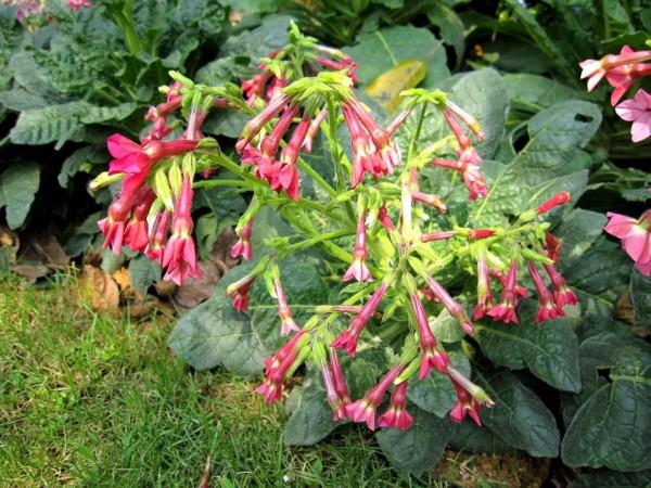 花卉界的“夜貓子”—花菸草植物非試管高效快繁