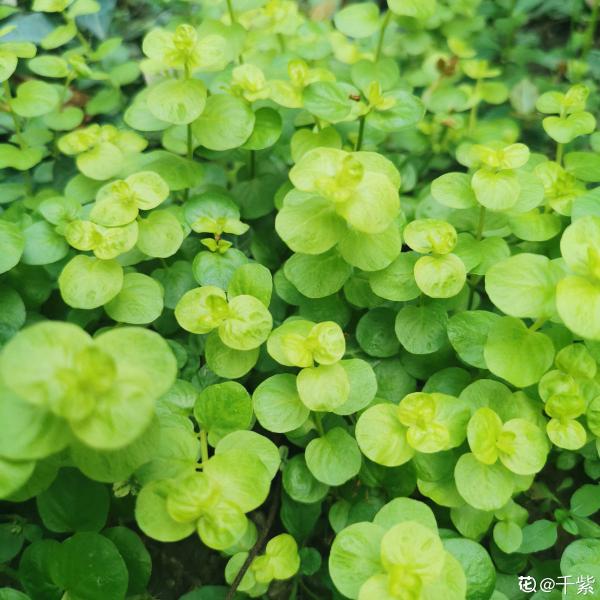 資深花友,還有什麼是你沒種過的?少見家養植物大曝光 資深花友,還有什麼是你沒種過的?少見家養植物大曝光