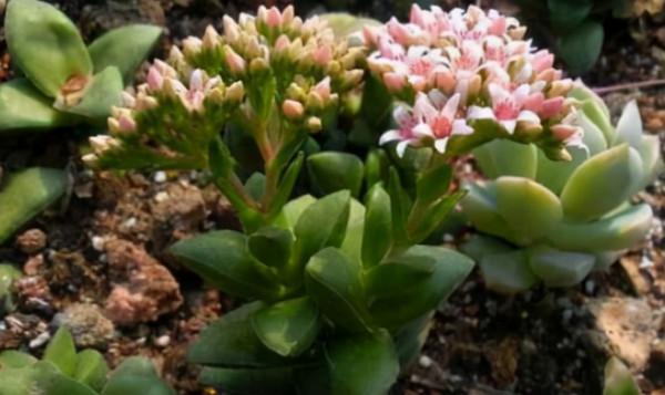 8種最愛開花的多肉,開花嬌豔迷人,看到都想養 8種最愛開花的多肉,開花嬌豔迷人,看到都想養