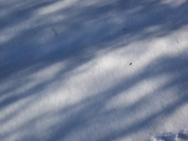 大雪紛飛落古今