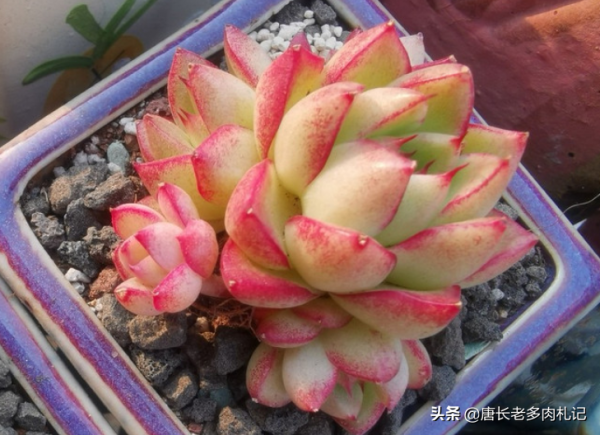 今年最火的多肉?我統計出這8個品種,看看你有沒有跟上潮流? 今年最火的多肉?我統計出這8個品種,看看你有沒有跟上潮流?