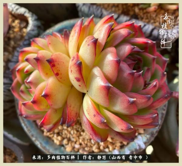 這低谷的一年,感謝多肉的陪伴 這低谷的一年,感謝多肉的陪伴