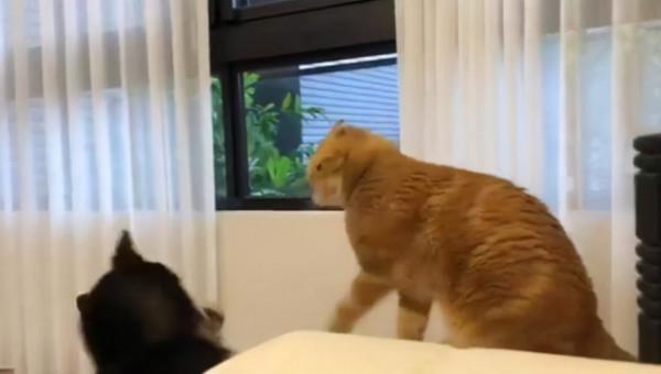 柴犬貪玩一口咬住貓尾巴，被胖揍後還一臉傻笑：我來認錯咯