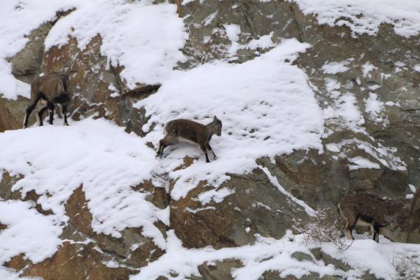 13個關於“動物”的冷知識有很多人都不知道，您知道幾個（上）？