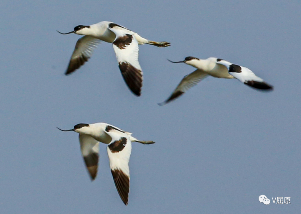 翹嘴娘子——反嘴鷸