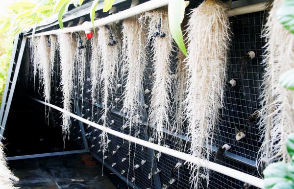 “海歸廠二代”工廠種蔬菜,不用土壤長在氣霧裡,1畝相當8畝土地 “海歸廠二代”工廠種蔬菜,不用土壤長在氣霧裡,1畝相當8畝土地