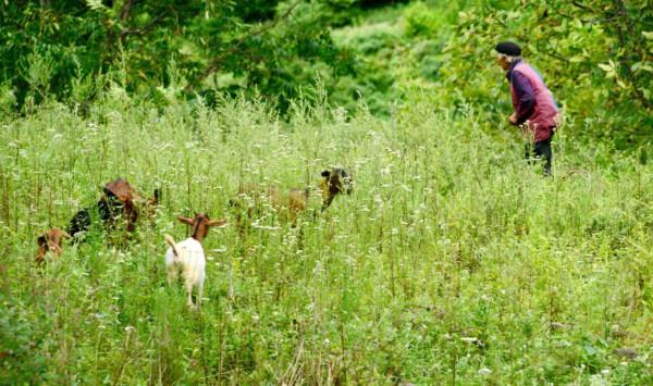 國慶小長假,朝天這個地方一定要去,植被茂盛,綠樹成蔭 國慶小長假,朝天這個地方一定要去,植被茂盛,綠樹成蔭