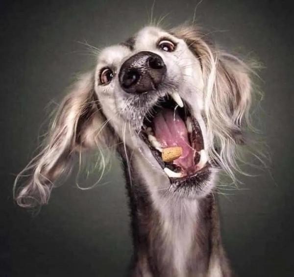 攝影師捕捉到的狗狗搶食的嘴臉，你還覺得它們可愛嗎？