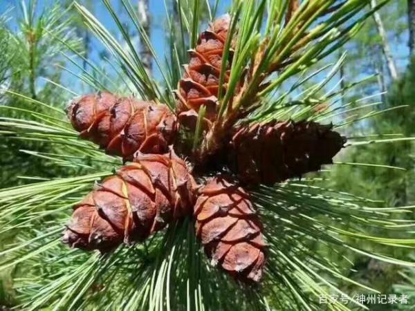 北大荒的秋天釆山記(六)