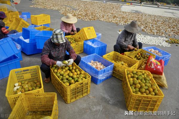 “耕地紅線”下的新會陳皮,是否需設立新會柑“保育區”? “耕地紅線”下的新會陳皮,是否需設立新會柑“保育區”?